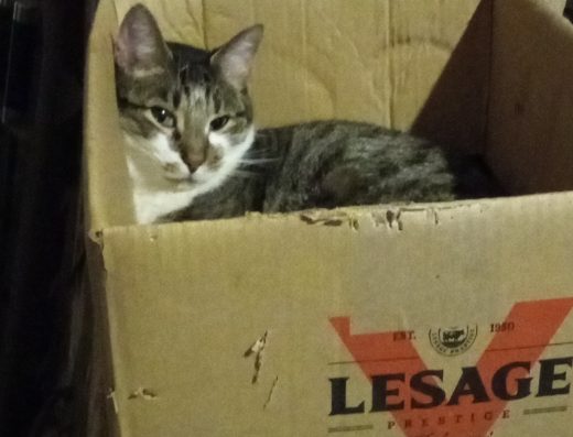 Animaux Objets Trouvés Perdus