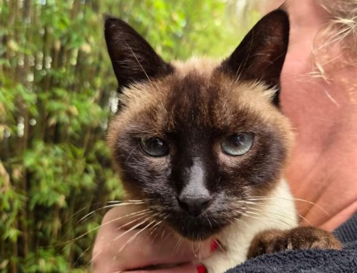 Animaux Objets Trouvés Perdus